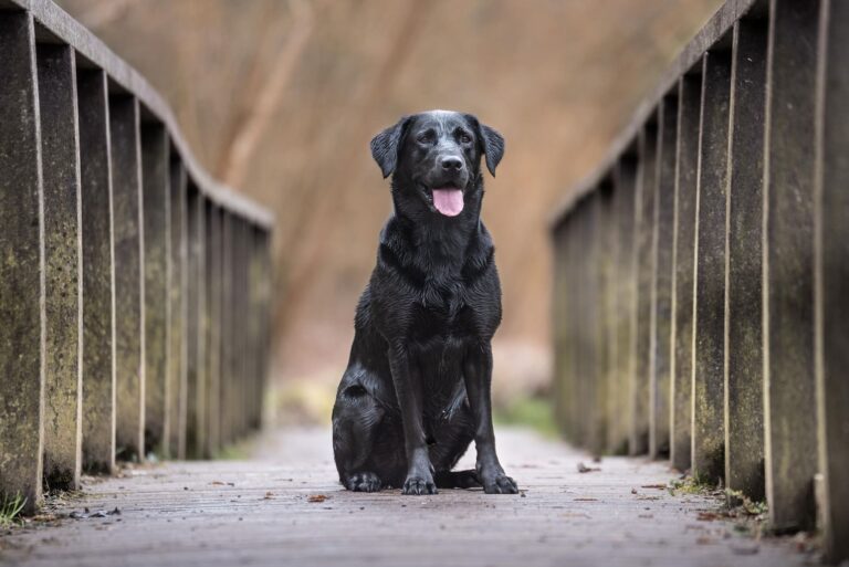 Top 20 Smartest Dog Breeds in the World in – 2023