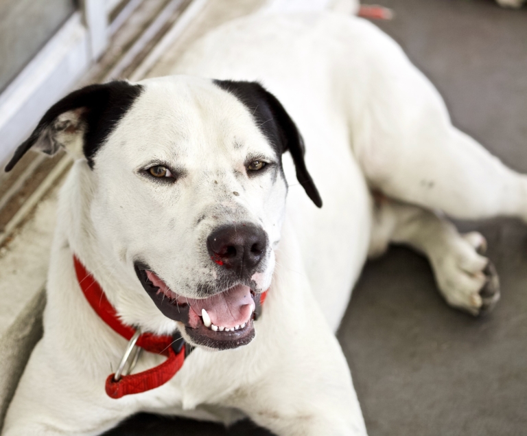 Bully Kutta price in India (2023) | Monthly Cost, Care, Food