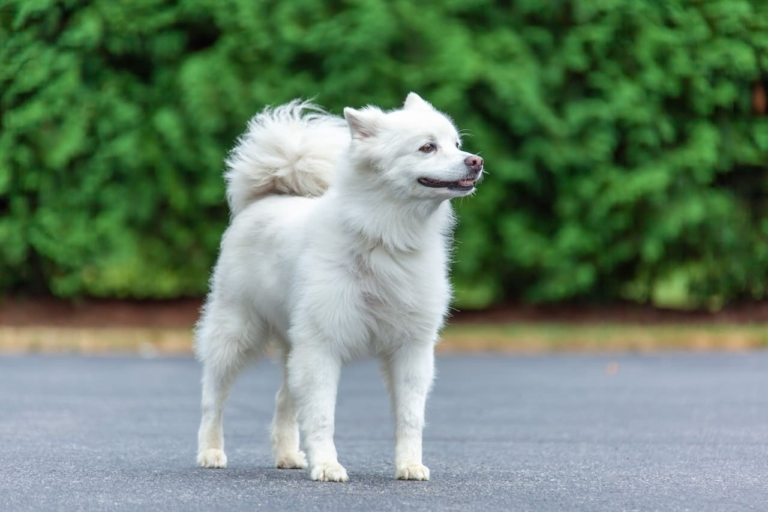 American Eskimo Dog | Breed Profile, Price, 10 Facts, Care Tips, Health