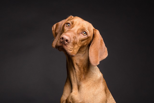 The Ultimate Guide to Dog Poop Pickup Service in Schaumburg, IL