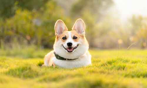 Pembroke Welsh Corgi for Sale: Finding Your Perfect Companion