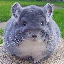 HOW MUCH ARE CHINCHILLAS