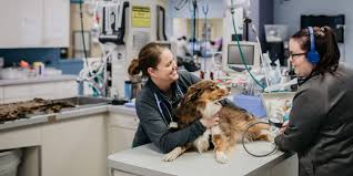 Compassionate Care for Your Pets: Vet Hospitals in Sorrento Valley