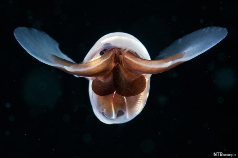 16+ Deep Sea Creatures
