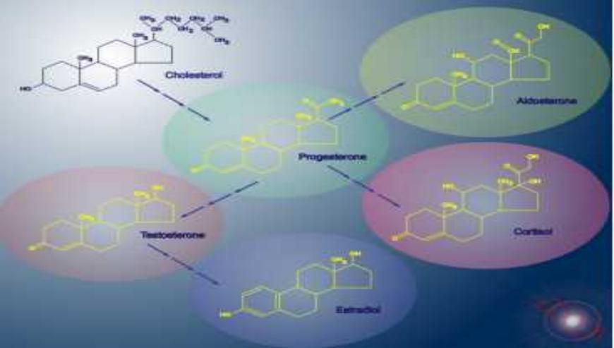 Explore into Pharmacokinetics/pharmacodynamics (PK/PD) of Antibody Drugs