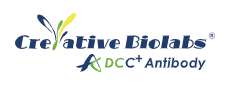 ADCC/CDC Enhancement in Therapeutic Antibody Development