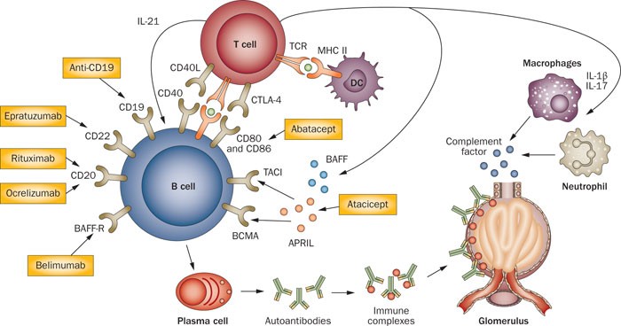 Stem Cell Breakthroughs: Transforming the Landscape of Lupus Treatment