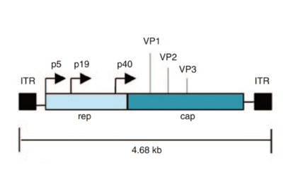 Adeno-Associated Virus (AAV) Antigens
