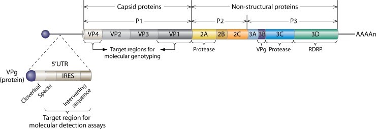 Rhinovirus Antigens