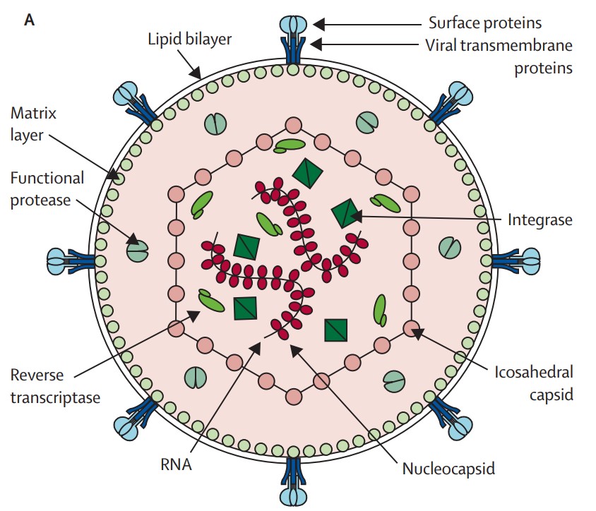 Human T-lymphotropic Virus Antigens